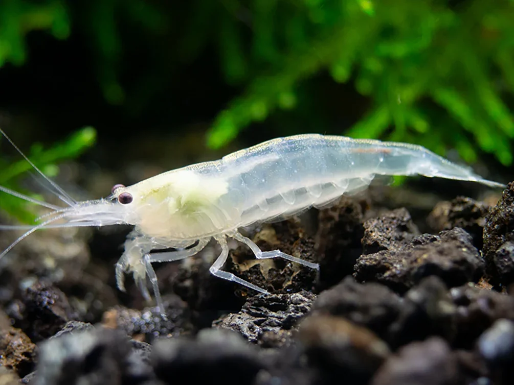 SNOWBALL SHRIMP